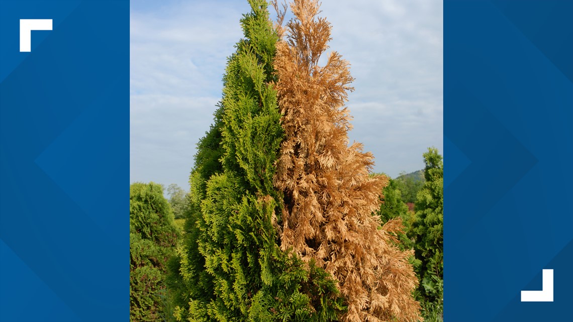 Try these tips to keep your evergreens from turning brown