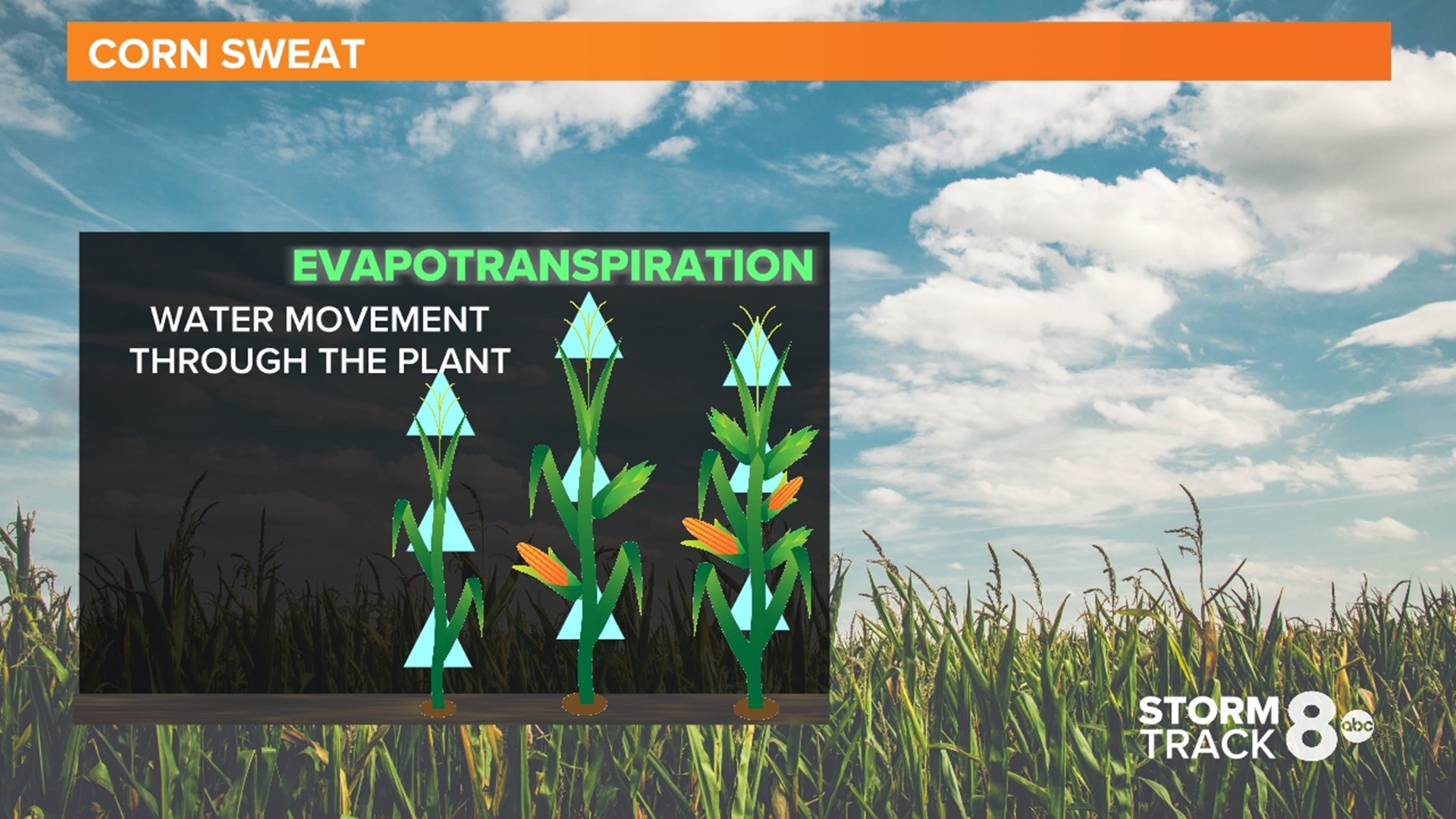 Corn sweat What is it, how does it affect summer humidity?