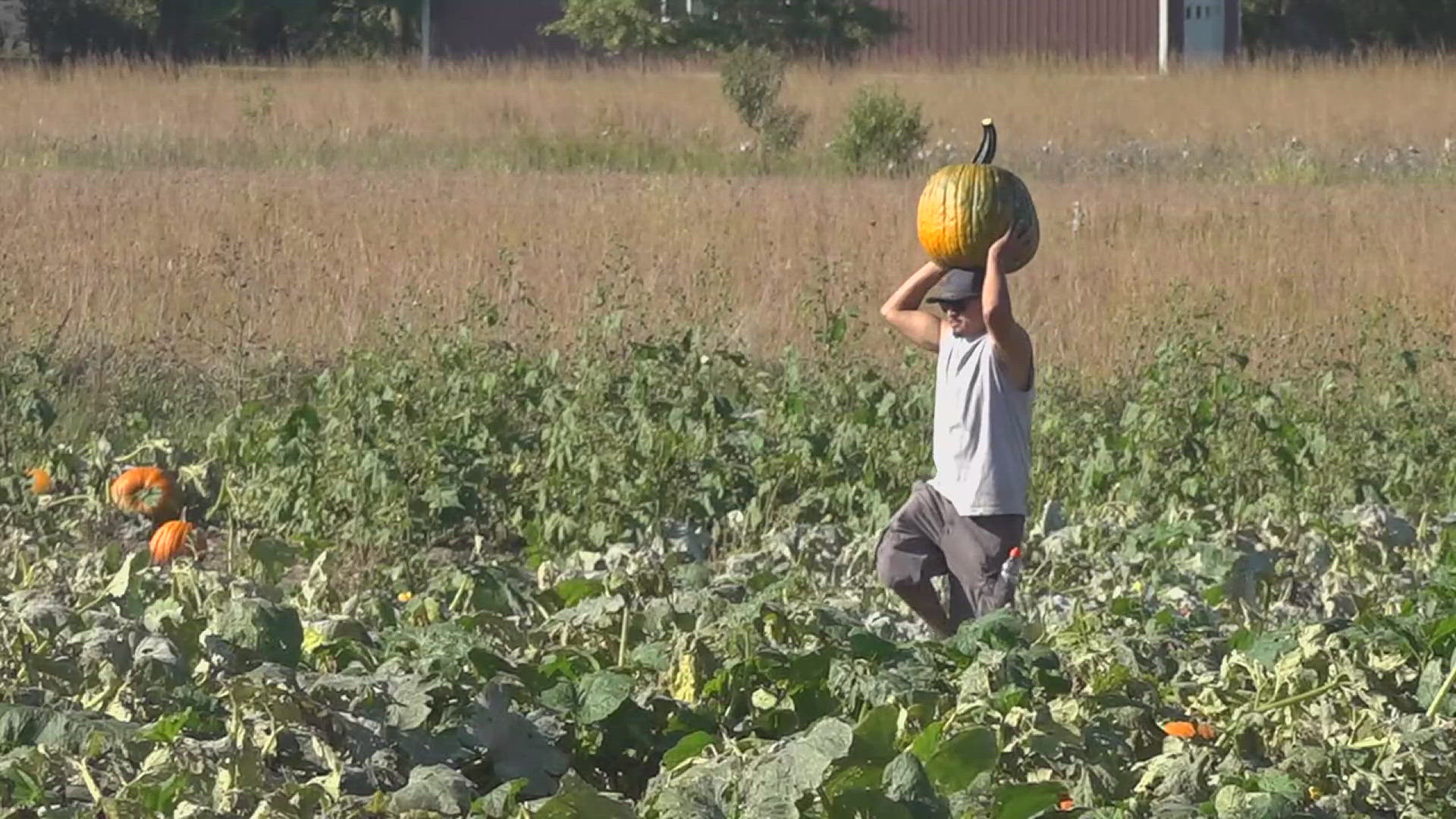 Agritourism can be anything from pumpkin patches to flower farms. In Iowa, the industry has doubled its on-farm income over the last few years.