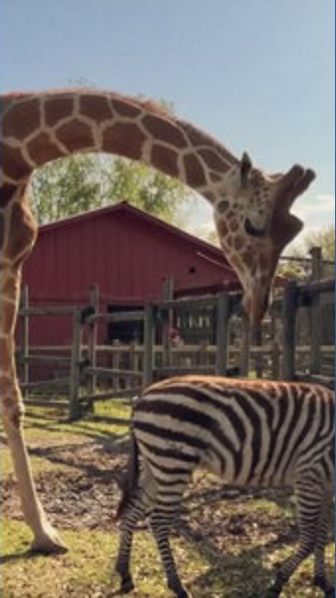 Giraffe and zebra share unlikely bond at Georgia zoo | wqad.com