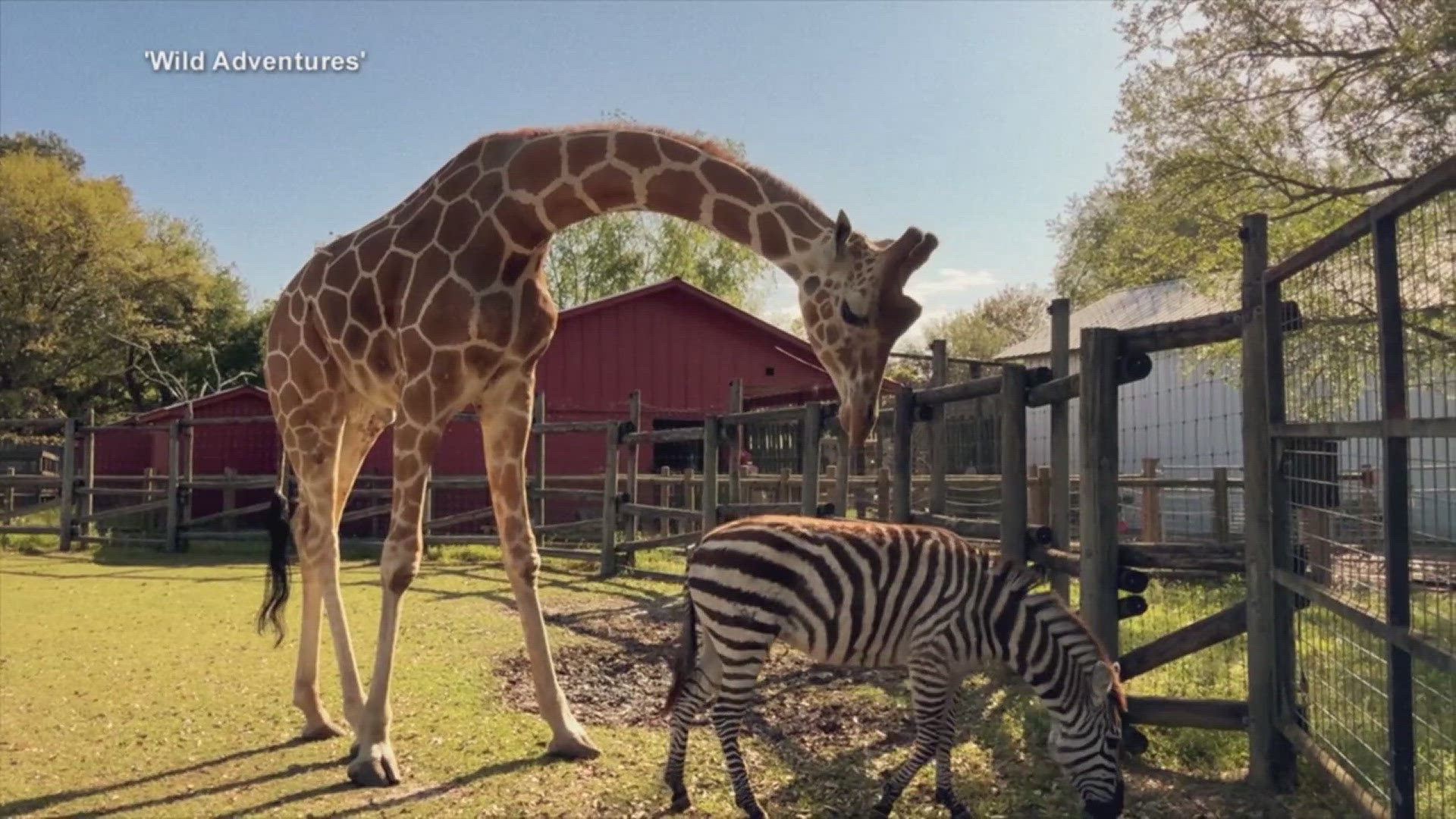 Giraffe and zebra share unlikely bond at Georgia zoo | wqad.com