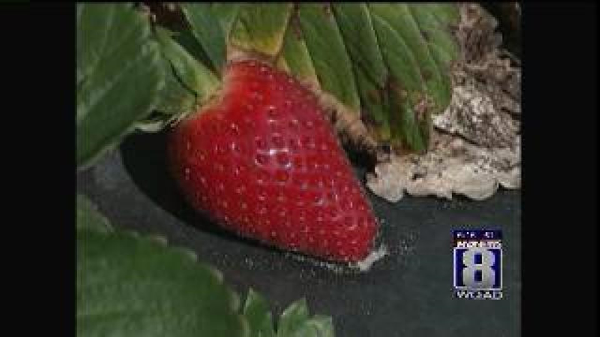 Ag in the AM: Strawberries