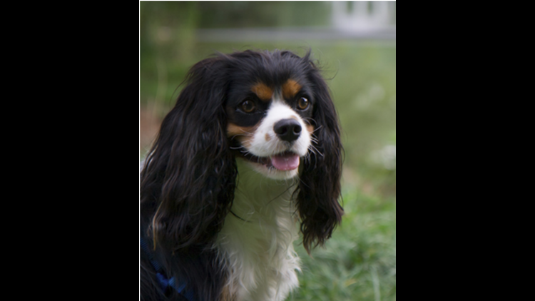 friendly dog breeds list