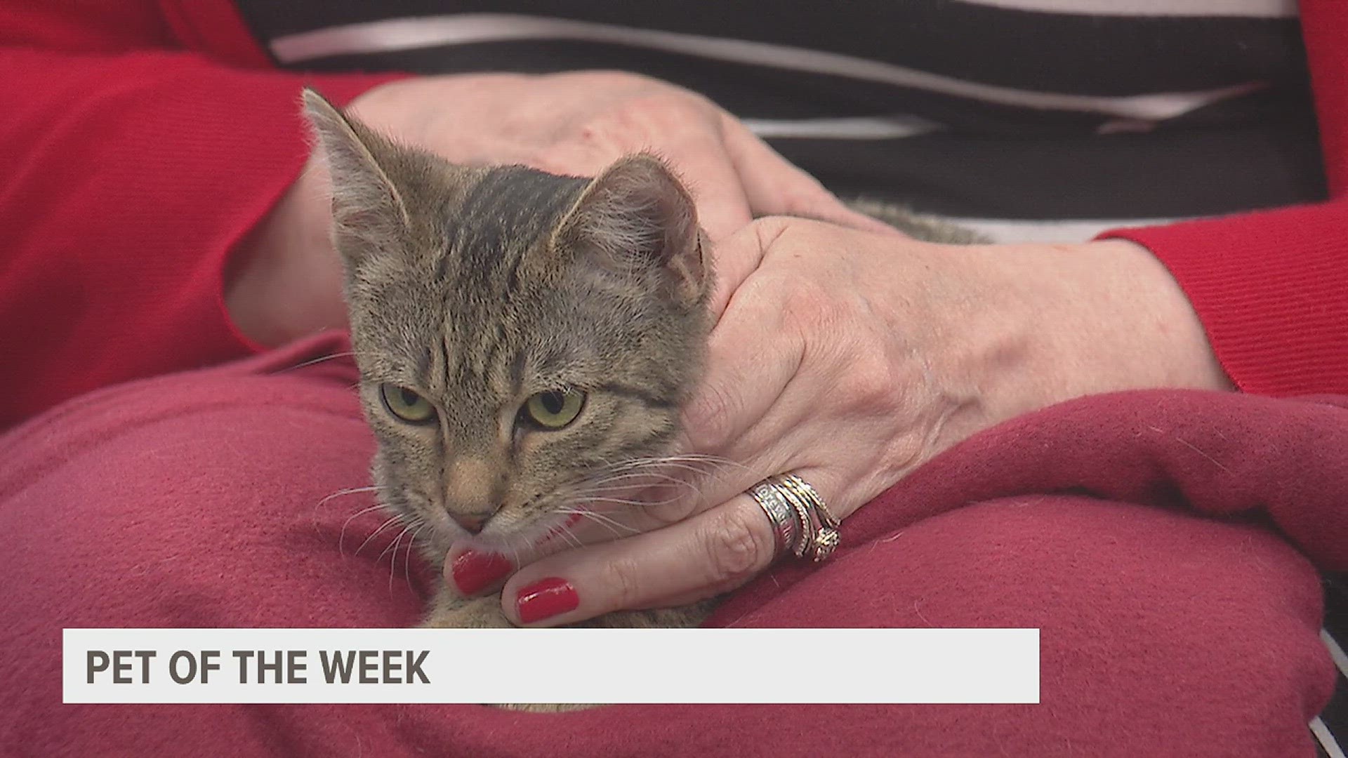 Patti McRae from the Quad City Animal Welfare Center brings in a feature pet each week to help get pets adopted.