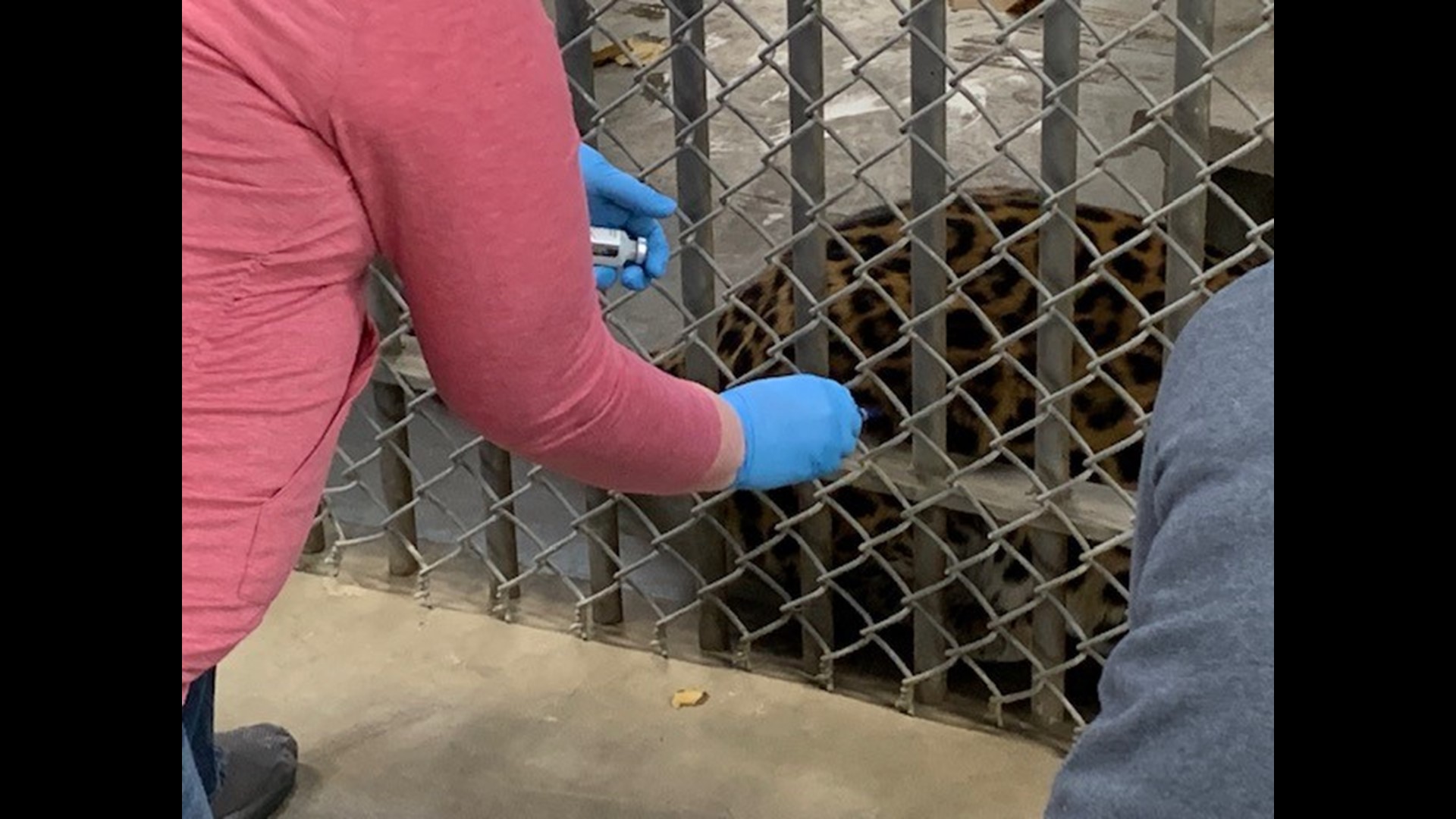 Niabi Zoo animals get their COVID shots