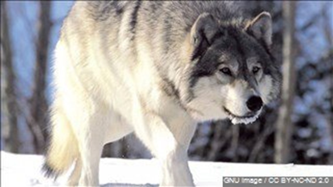Two gray wolves killed in Iowa, no charges filed