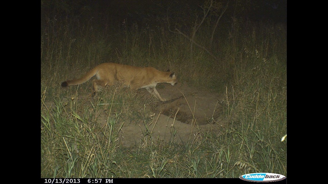 Mountain Lion Sightings