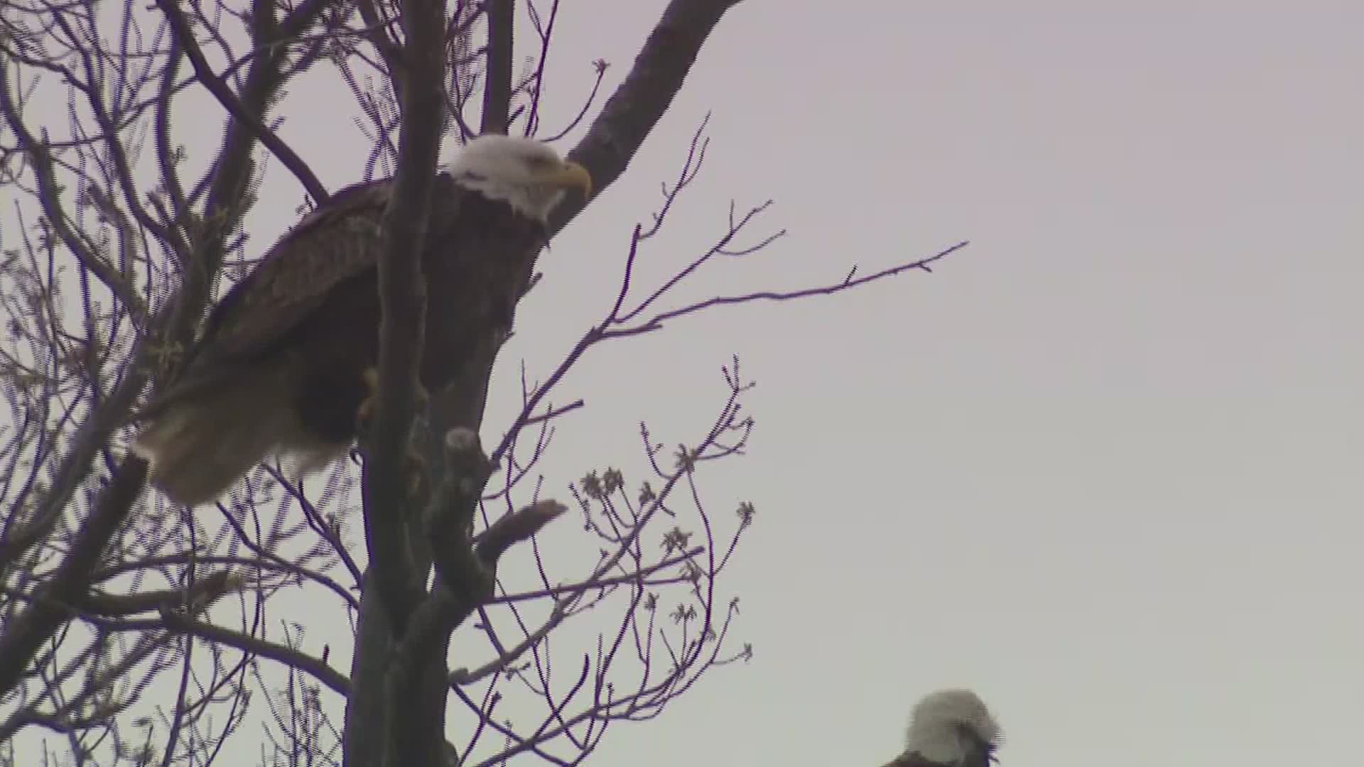 The U.S. Fish and Wildlife Service says they're seeing more bald eagles killed by lead poisoning. And it's one simple change that could make big difference.