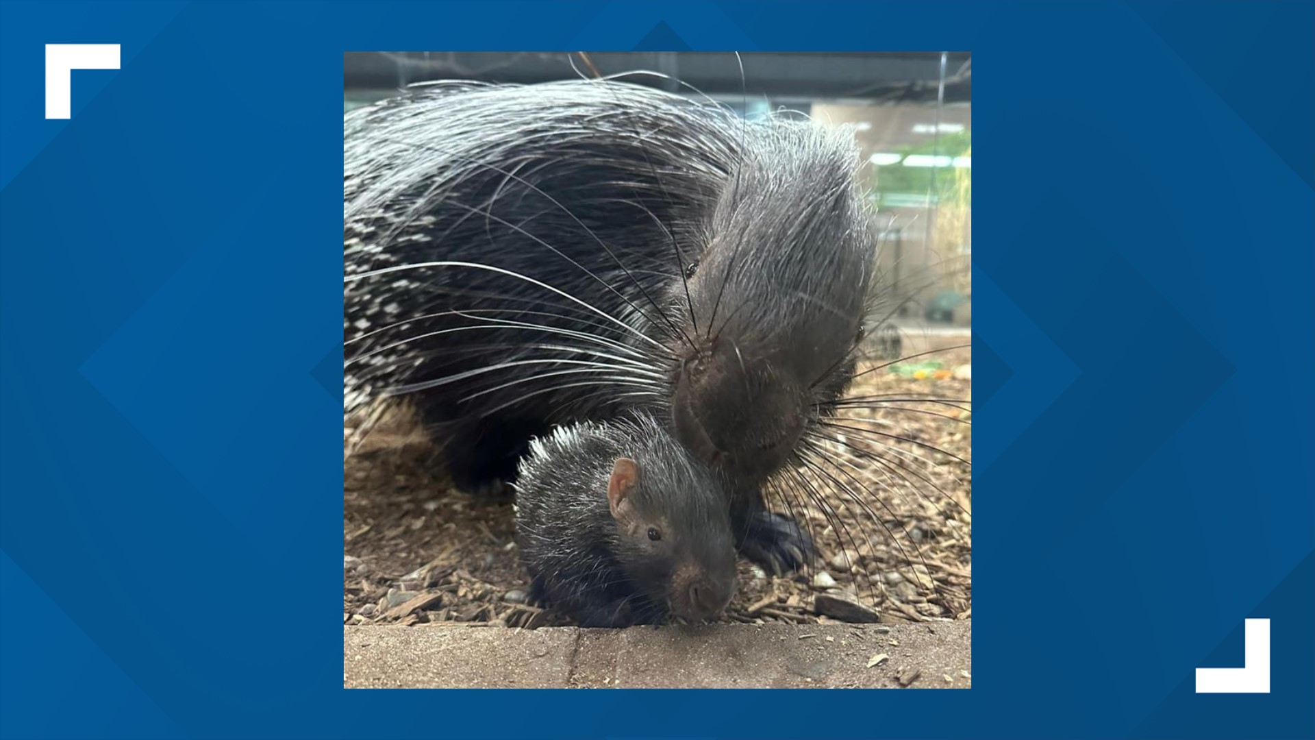 This week a new baby cape porcupine was born at the Niabi Zoo and has become the third successful litter for the parents.