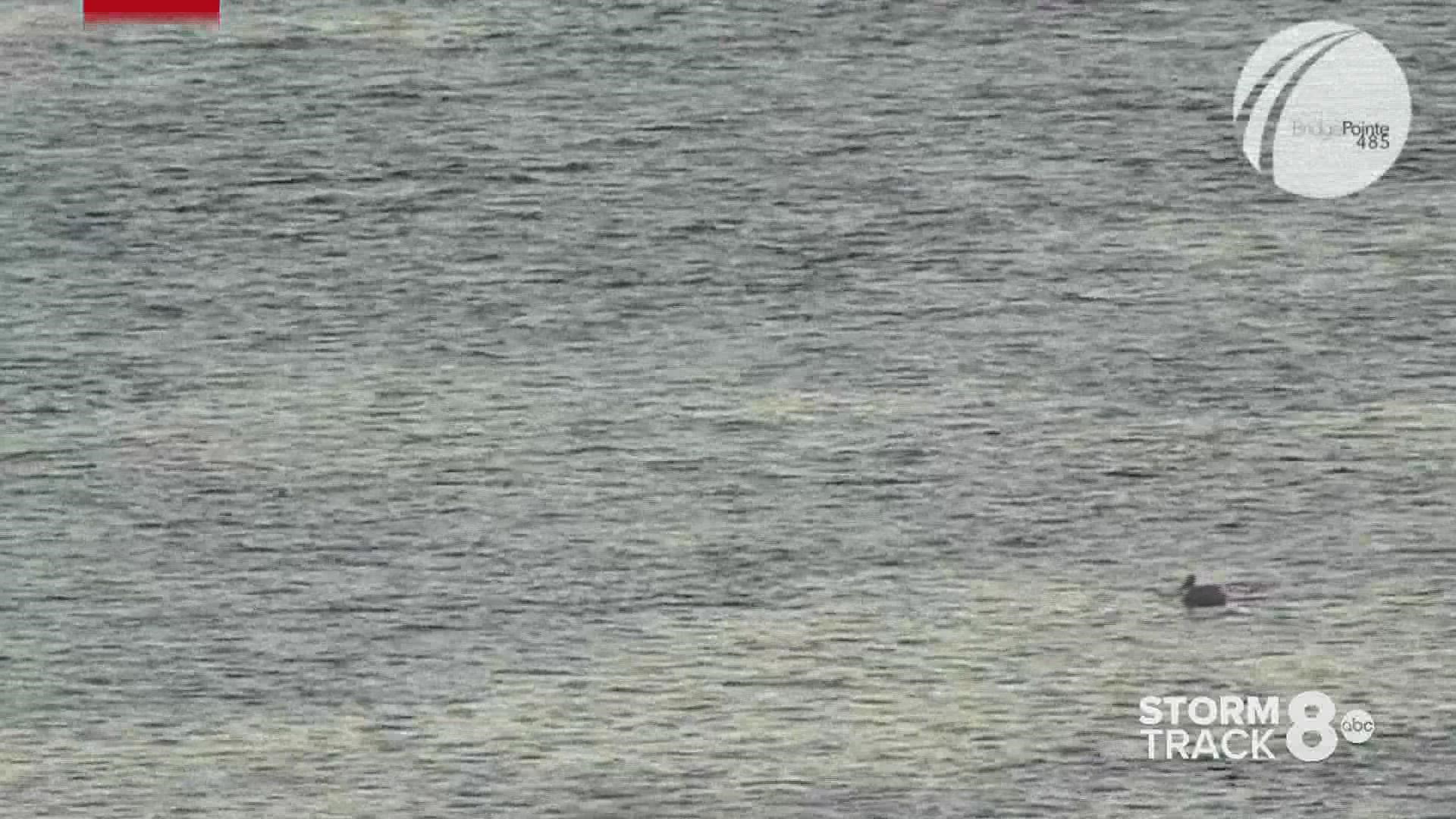 News 8's Andrew Stutzke spots a pelican out on the Mississippi River with our live cam, and David Bohlman guesses what pelicans sound like.