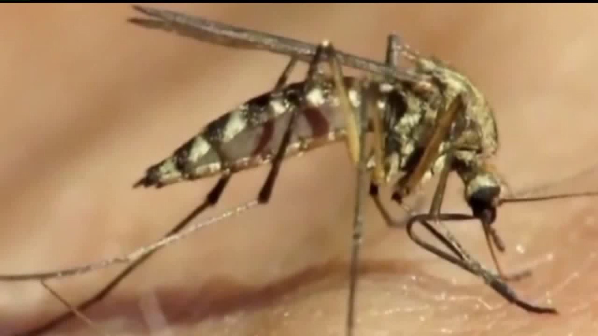 Three deaths in Michigan due to rare mosquito virus