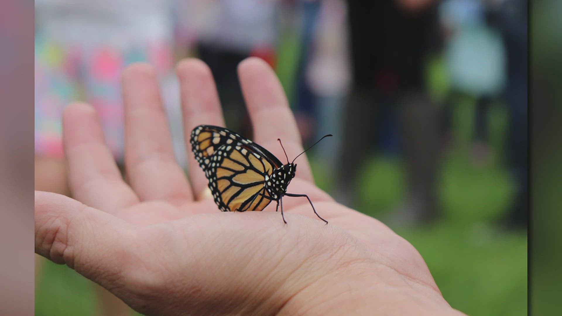 Attendees will be able to learn more about the unique butterfly's life cycle as monarchs prepare to migrate about 2,500 miles to Mexico.