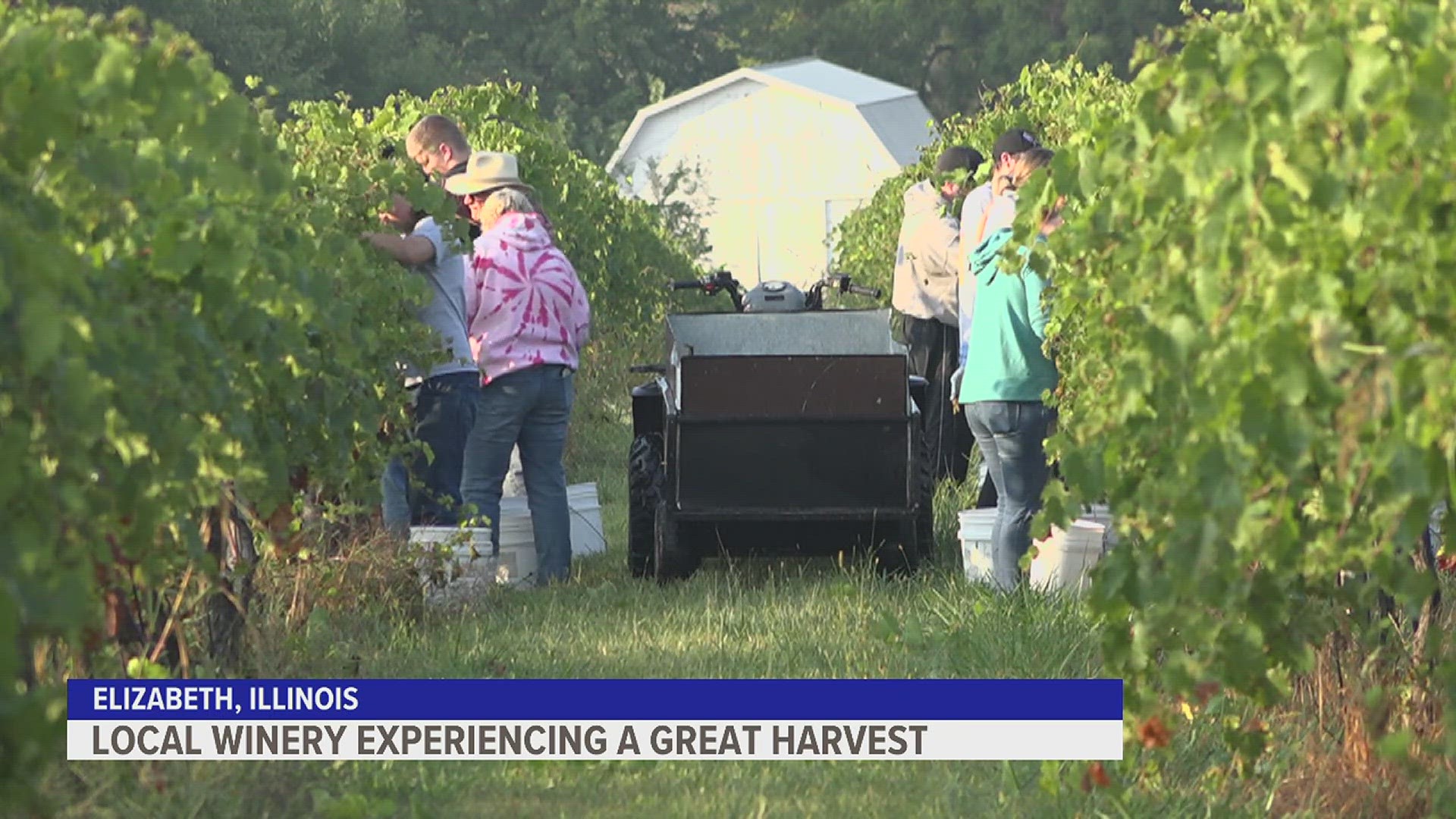 Drought throughout the region is a concern for farmers as we enter fall harvest season, but Massbach Ridge Winery in Elizabeth, Illinois is benefiting from it.
