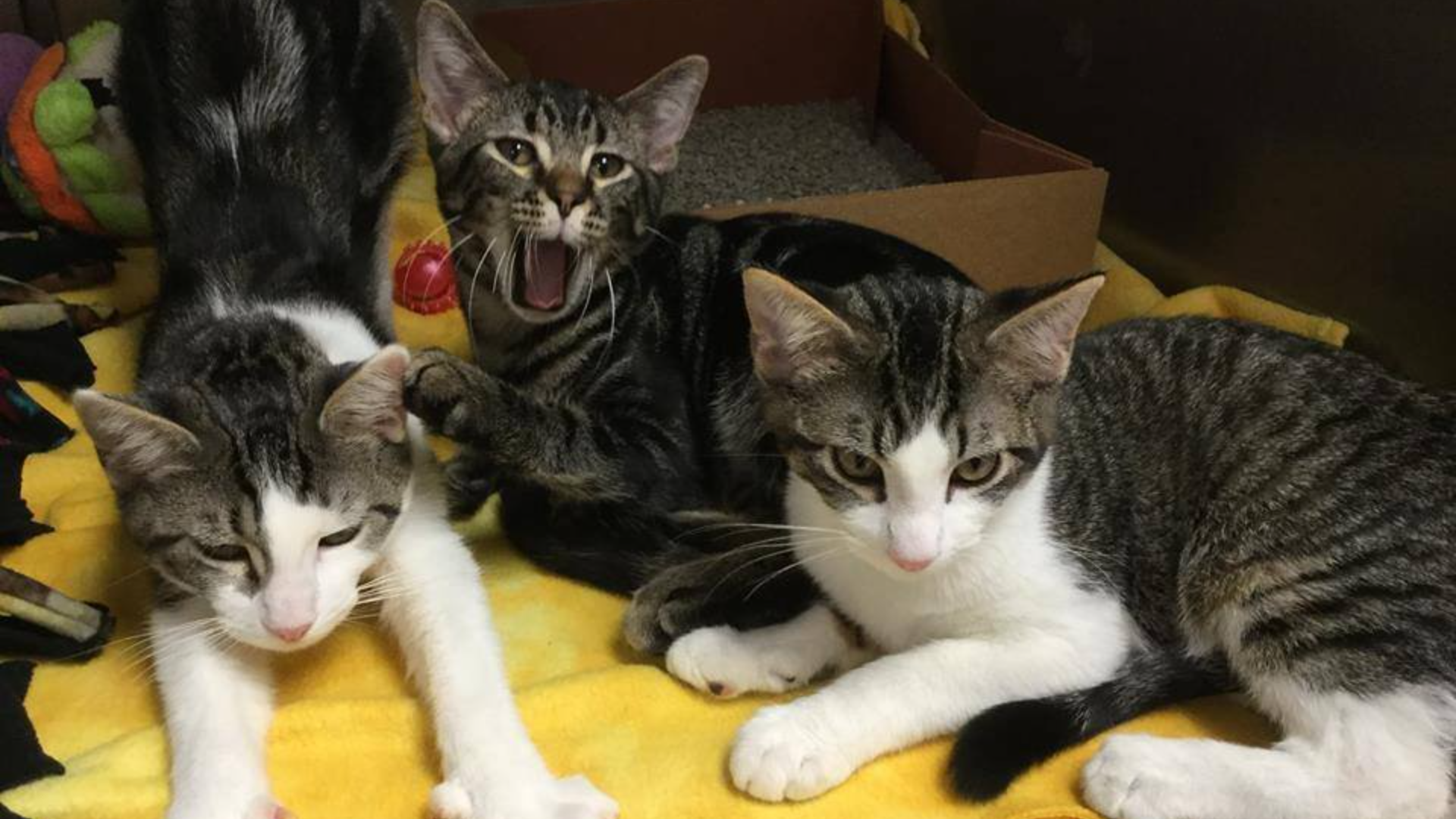 Student loan interest for SAVE - F3b7deb2 B0d8 41c7 Acd3 D725ec3e185b 1920x1080 