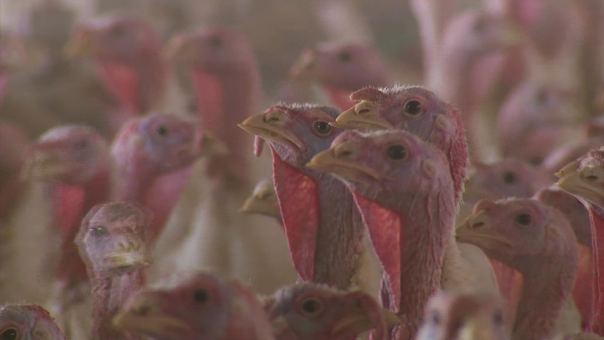 The price of turkey is up this year, but there will be no shortage of the birds for your Thanksgiving dinner.