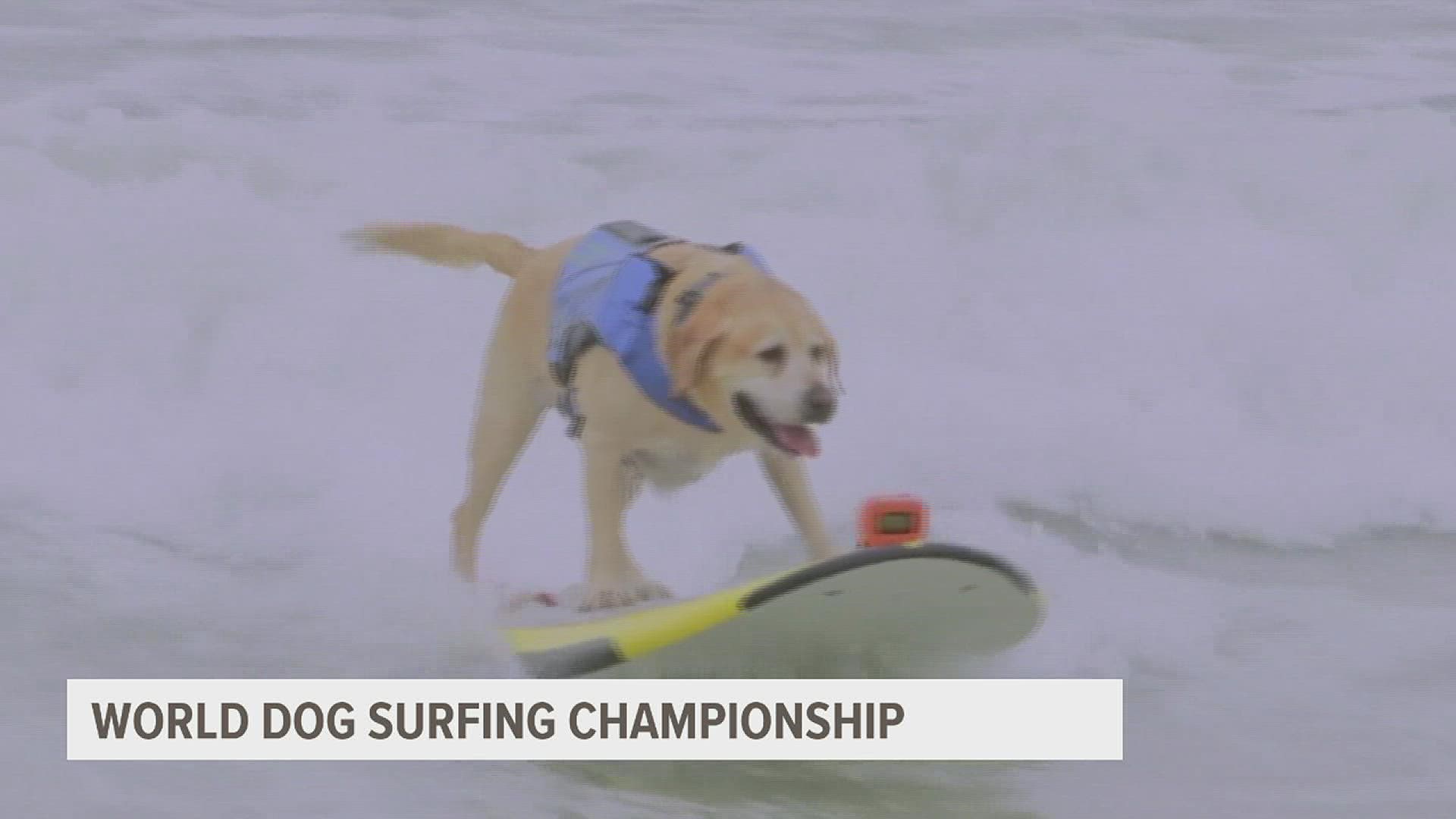 At the World Dog Surfing Championships in Pacifica, California, dogs were judged on multiple factors, including length of ride, confidence and size of the waves.