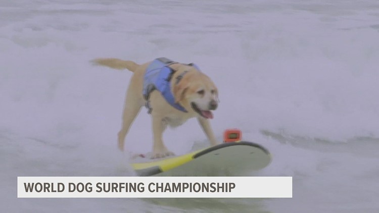 Hundreds of dogs catch waves at World Dog Surfing Championship