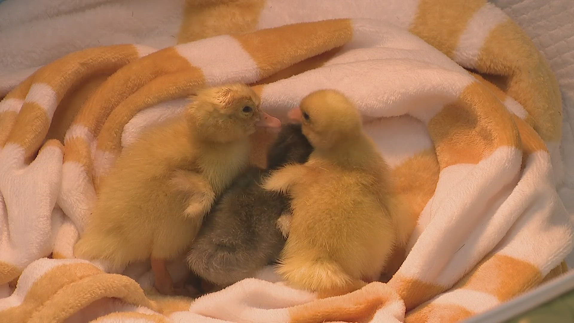 Students at Jefferson Elementary School in Davenport spent the last month learning about the stages of a duck's growth in its shell before hatching.