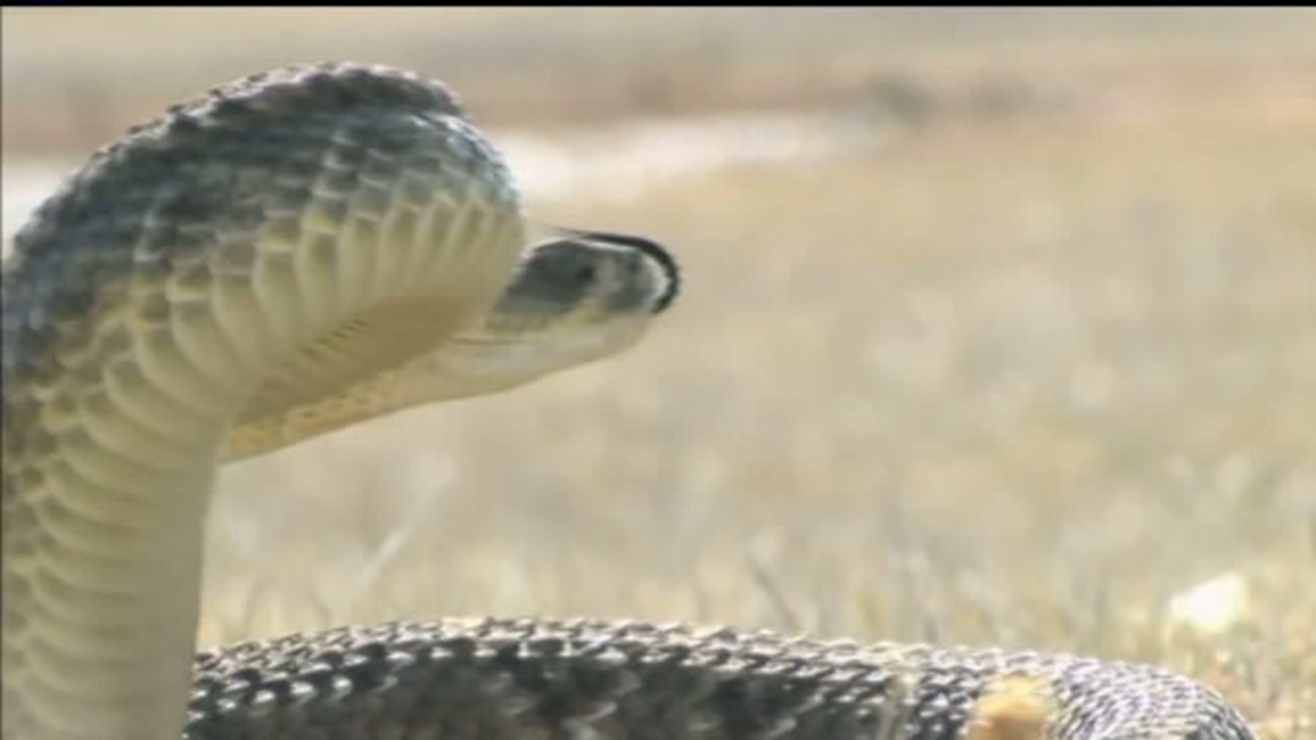 Rattlesnake found in Texas resident`s toilet