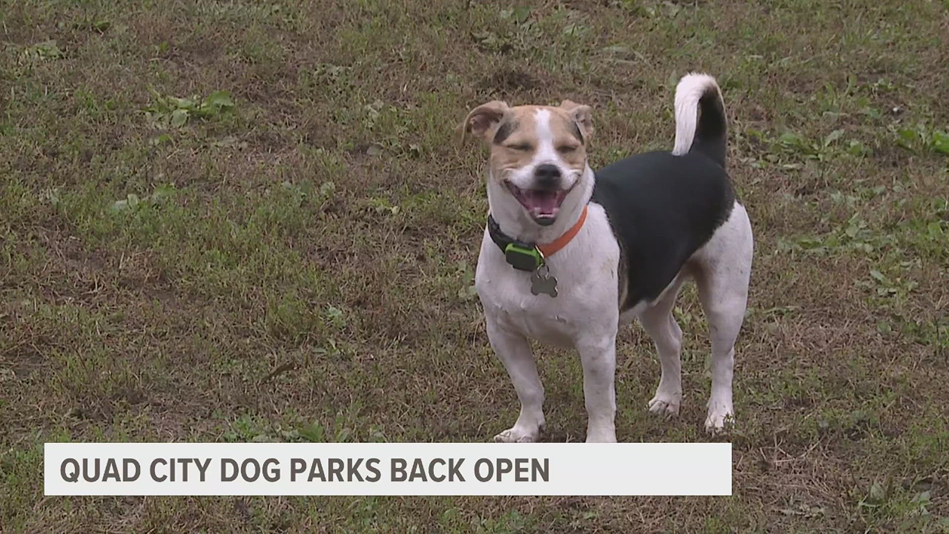 Quad Cities officials say there were limited cases of the respiratory dog virus in December in Iowa and Illinois.