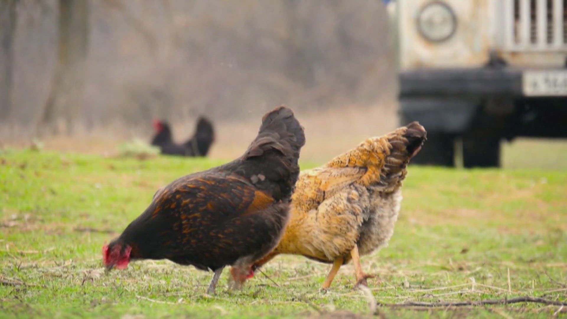 A recent wave of bird flu cases in Sioux County forced one farmer to kill over four million chickens. Safety experts say there's no impact on any dairy products.