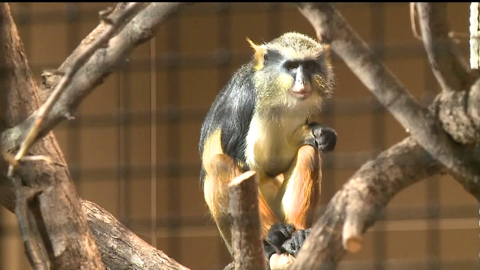 New Monkeys Join Niabi Zoo Team