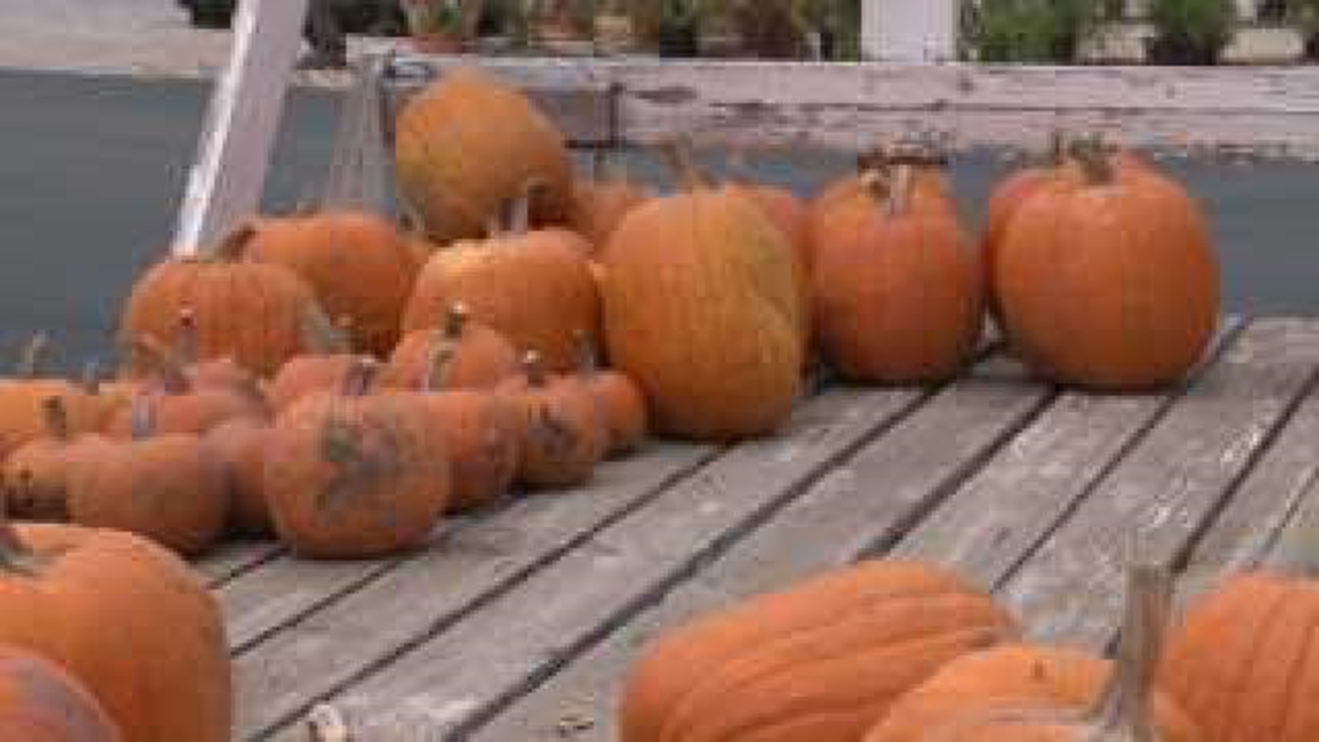 Pumpkin crop is scarcer, more costly this season