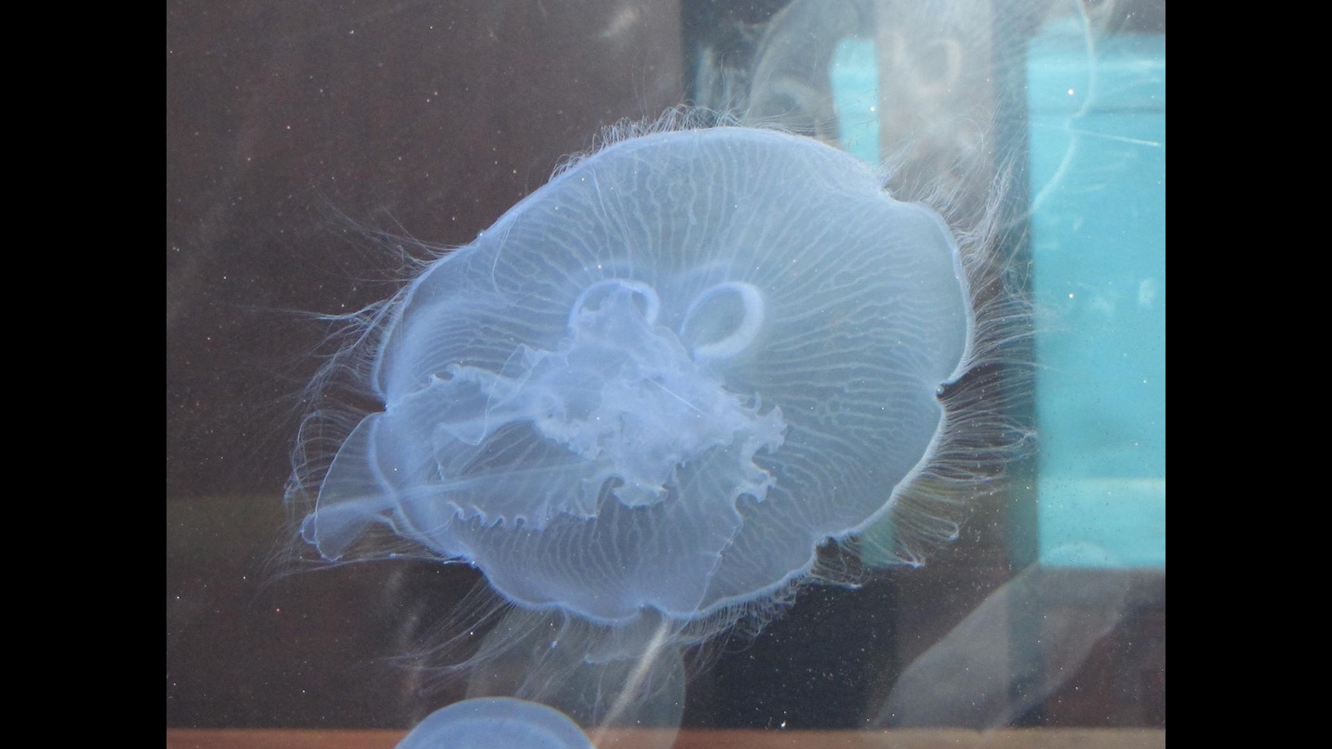 Experts warn that jellyfish are taking over the oceans