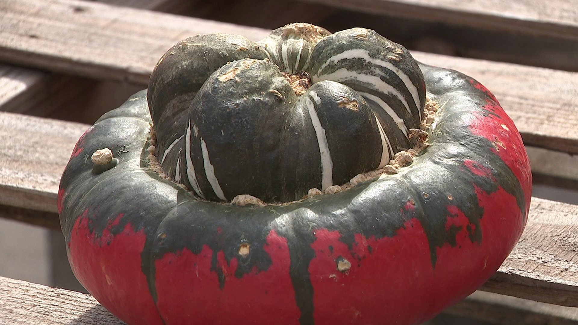 Ghastly gourds growing in popularity