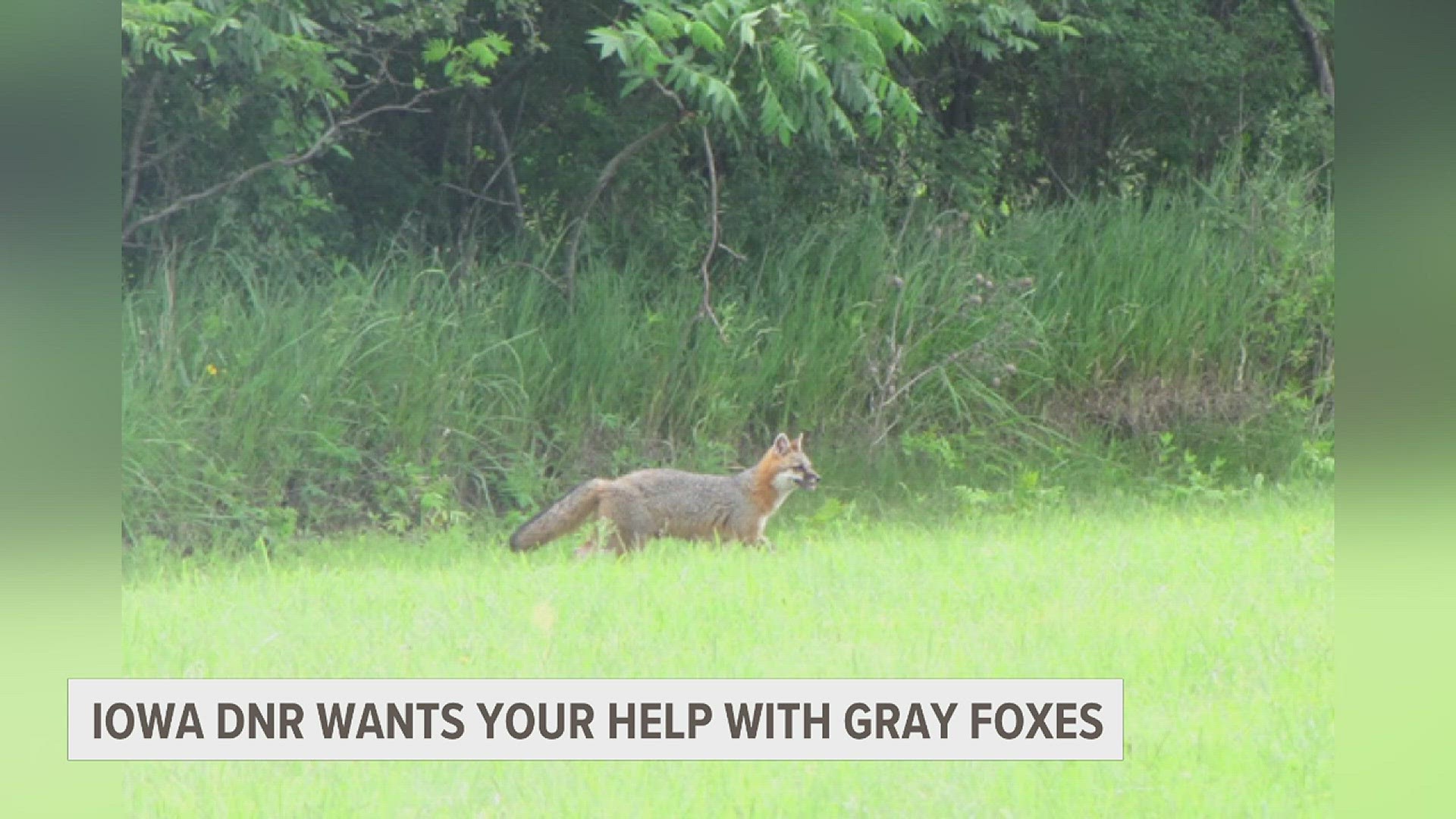 Iowa's gray fox population is on the decline and biologists don't know why. Now, the Iowa DNR is offering you $400 for trapped live foxes, so they can be tracked.