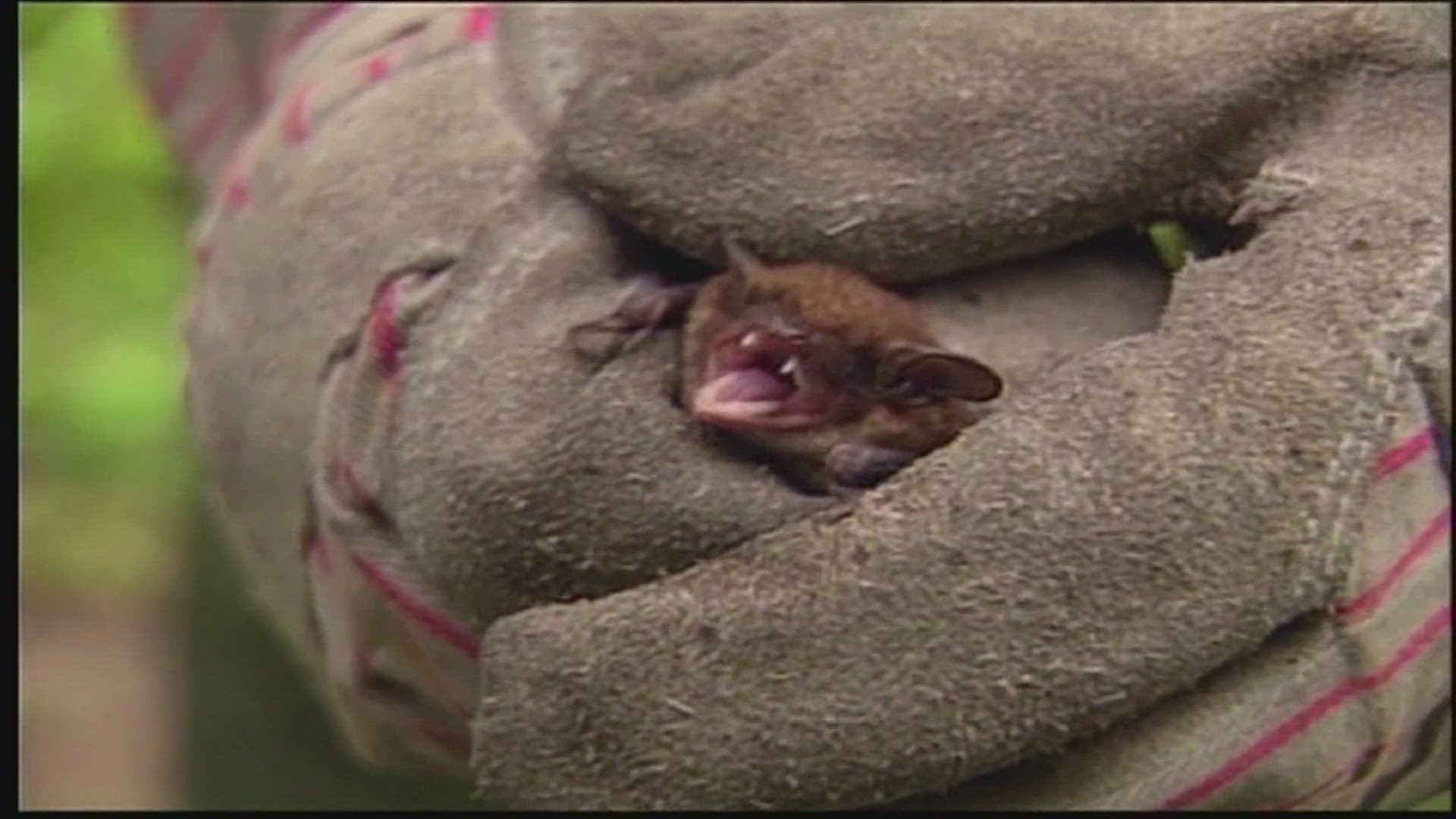 Scientists in Illinois recently discovered two bats with rabies in Cook and Will Counties. Officials want to remind residents to get their pets vaccinated.