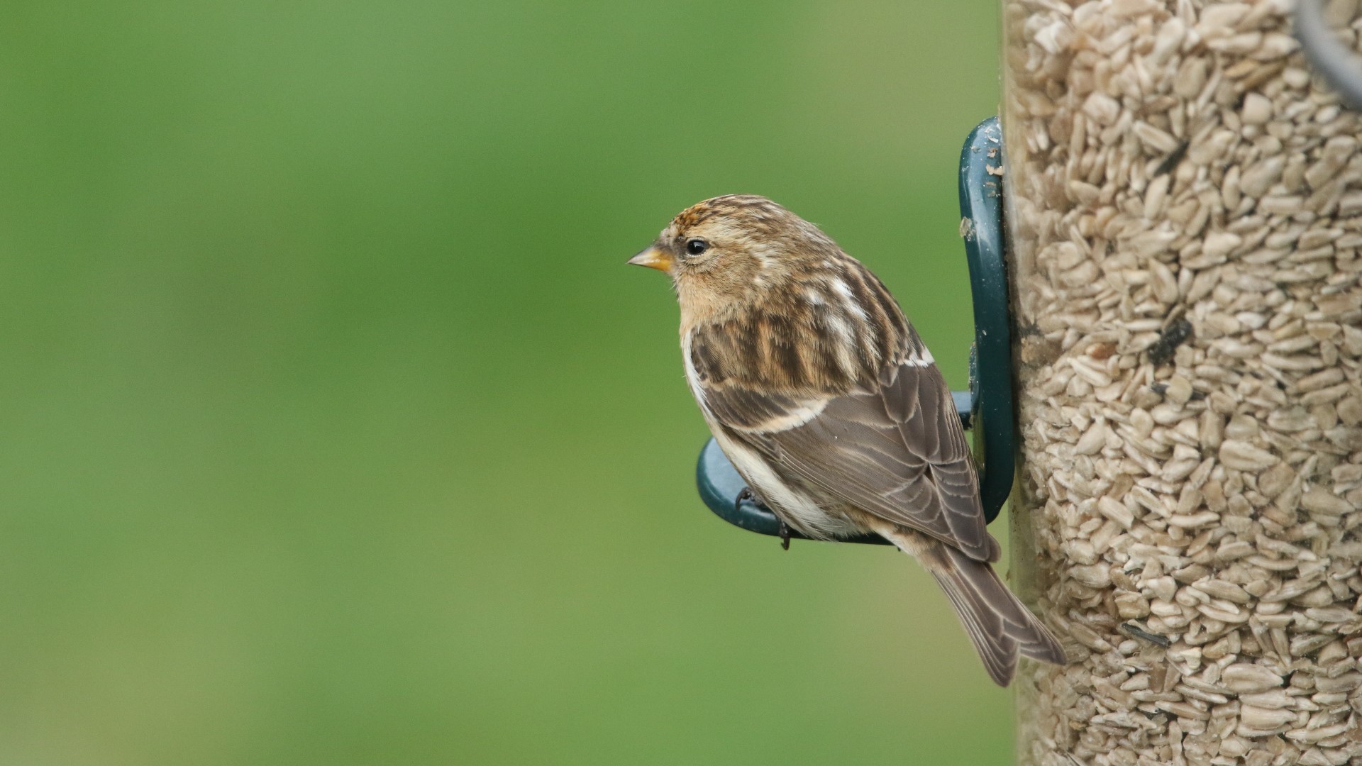 Illinois DNR says backyard bird feeders, baths may be used