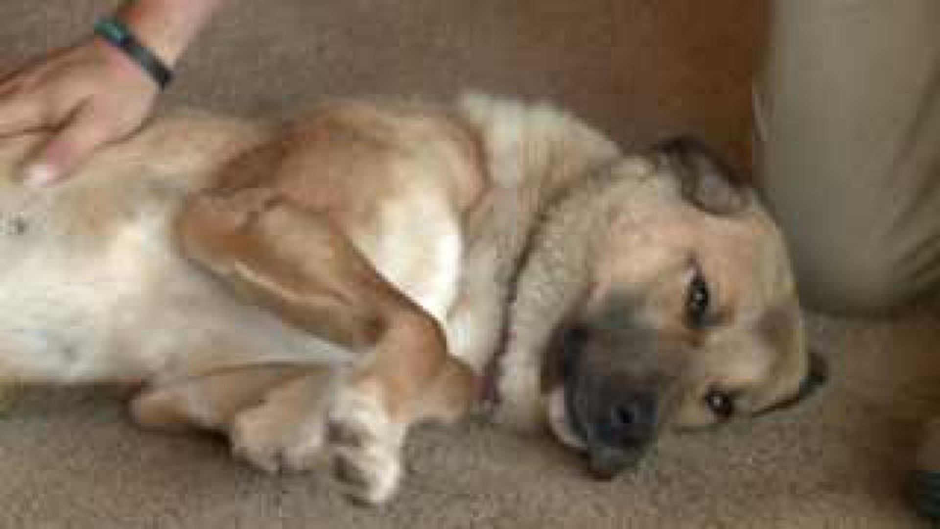 Bettendorf family adopts Afghan rescue dog