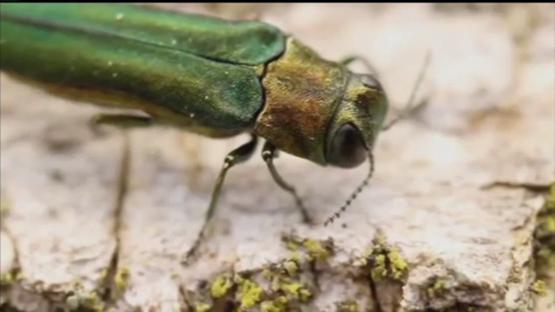 Emerald ash borer spreads to Iowa City | wqad.com