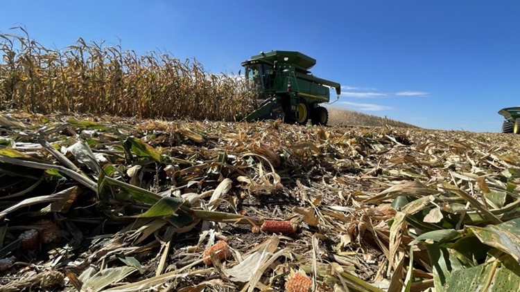 WATCH: Early corn harvests promise record yields, but it's not time to relax