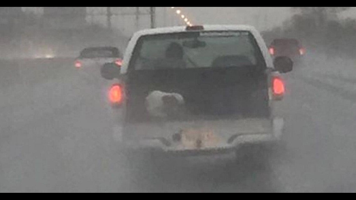 how do you transport a dog in a truck bed