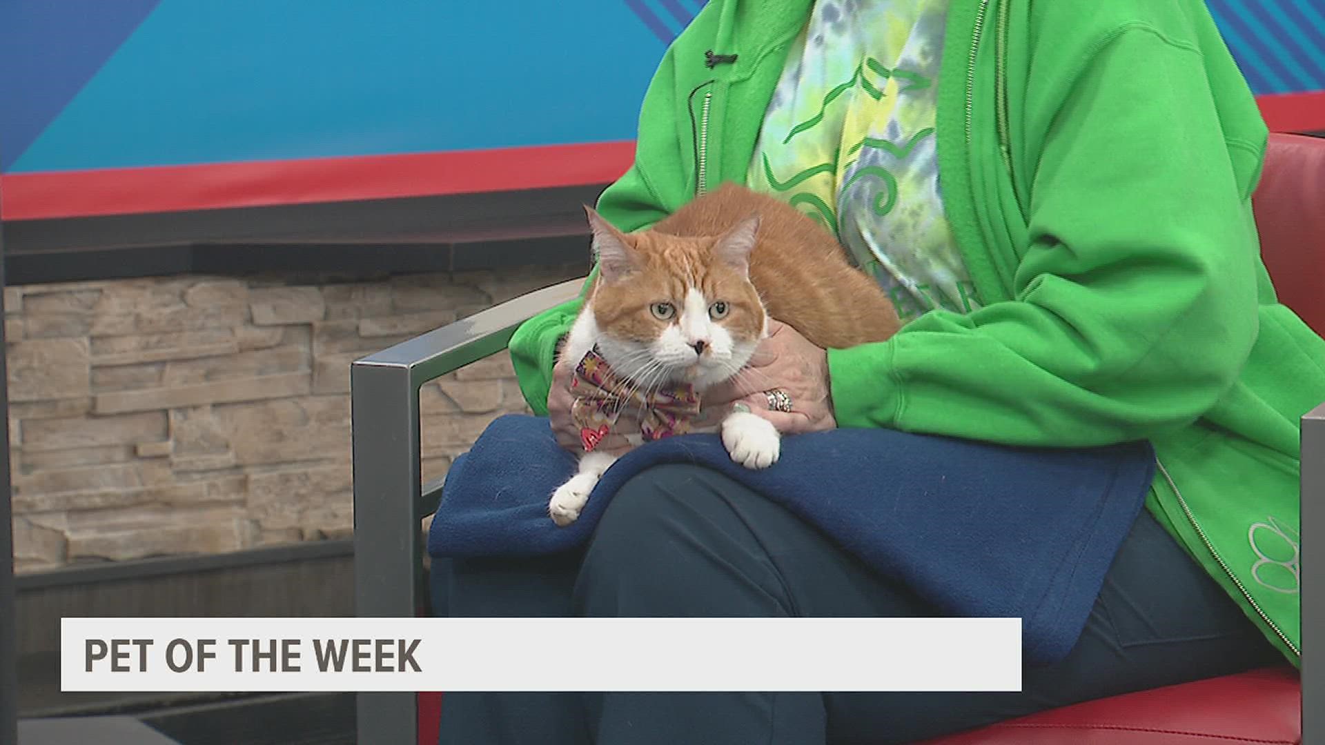 Patti Mcrae with the Quad City Animal Welfare Center joins us with Billy, our pet of the week! Find out how you can help the Quad City Animal Welfare Center.