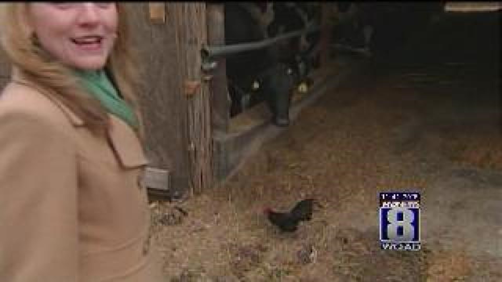 Reporter chased by rooster