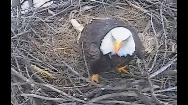 Decorah bald discount eagles live stream