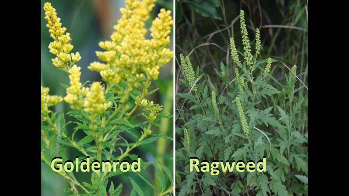 What Makes Ragweed Season So Bad Wqad