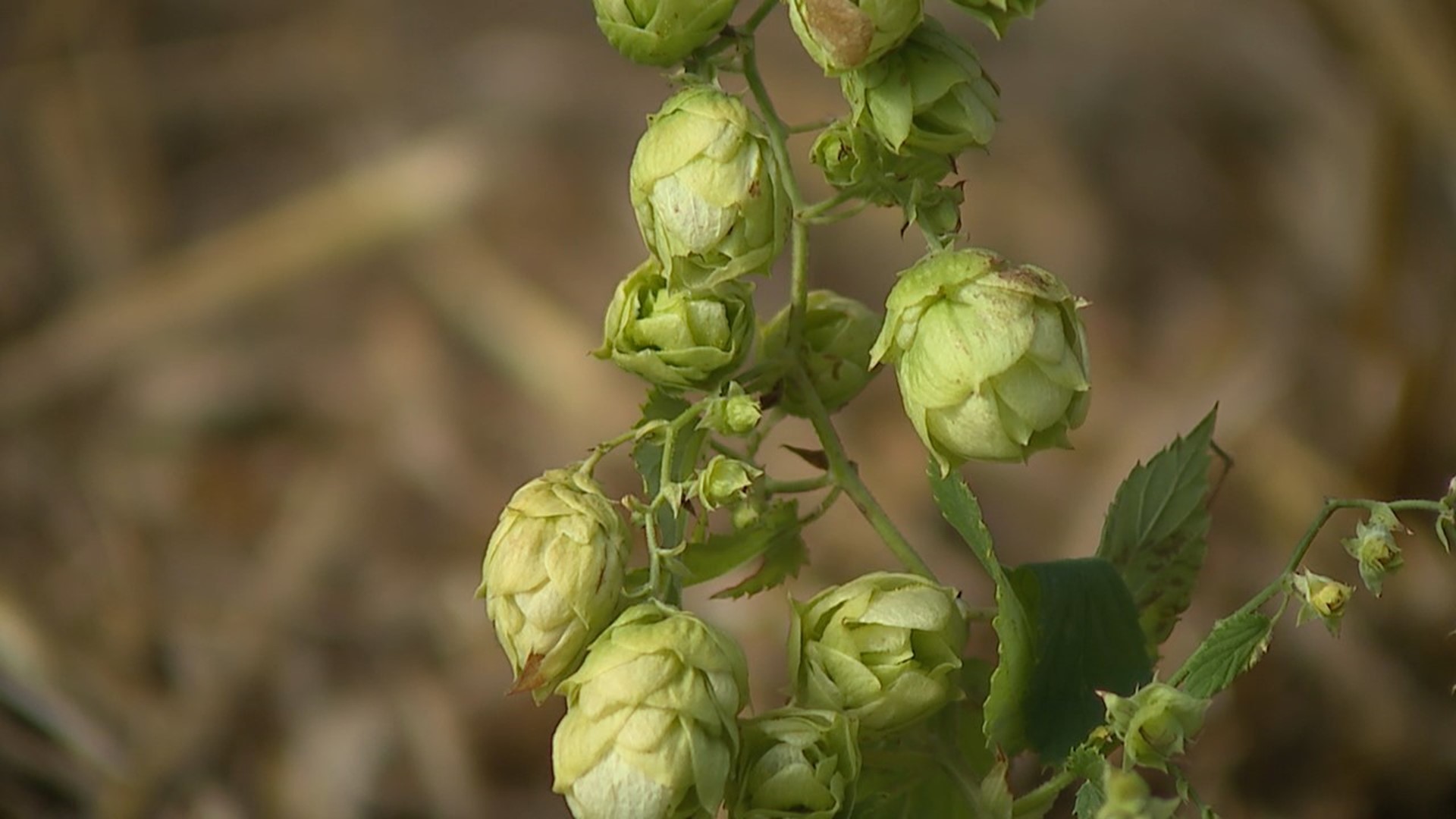 Great Revivalist Brew Lab started growing hops three years ago and is now finally able to harvest the crop.