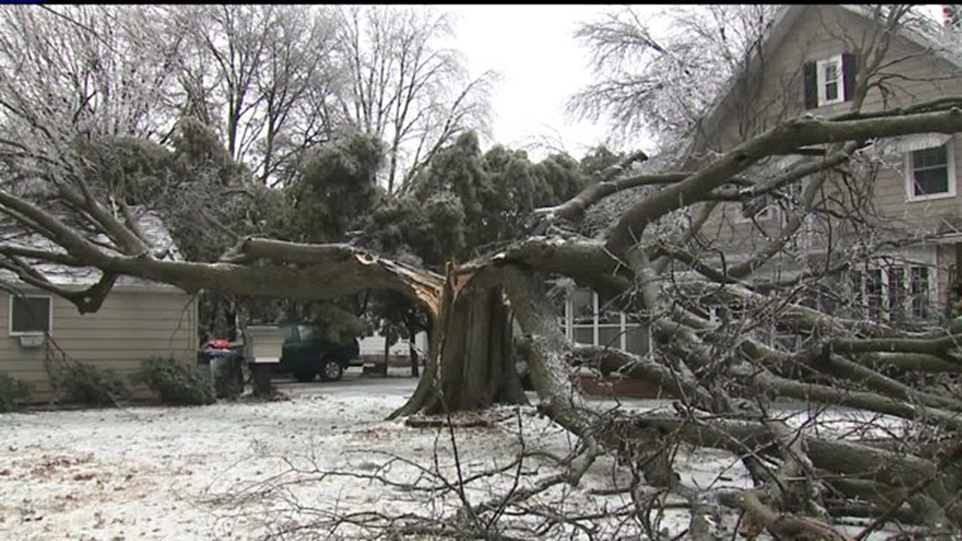 Ice storm splits Cambridge tree in three