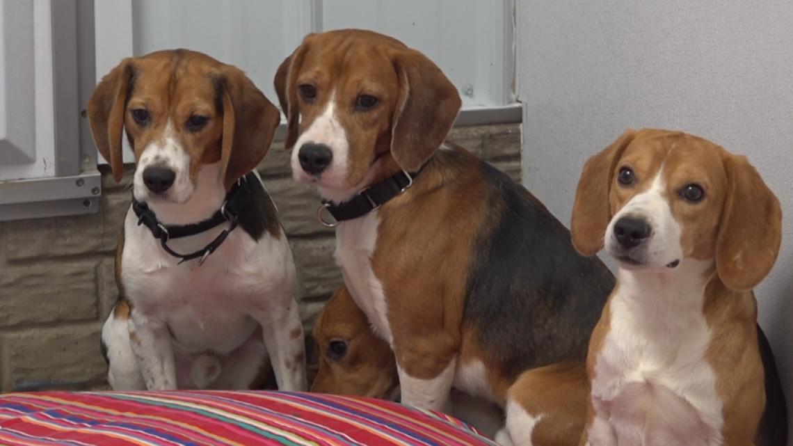Rescued beagles from Wisconsin facility now recovering in Davenport