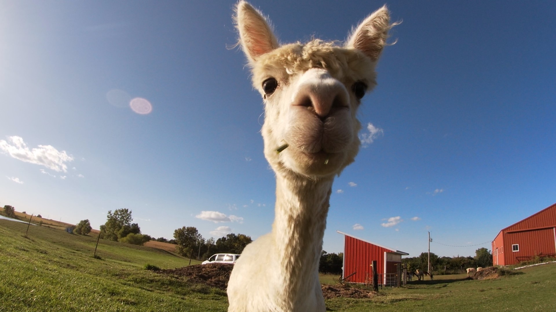 In 2011 a Rock Island woman moved to Plymouth, Illinois to raise alpacas.