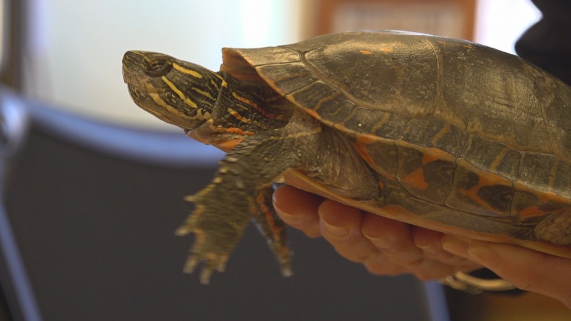 Iowa State research on turtles could have human impact | weareiowa.com