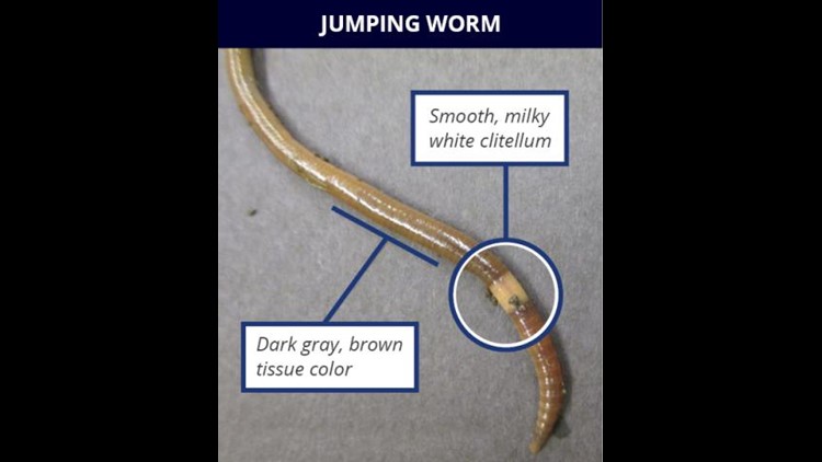 Jumping worms are in Illinois | wqad.com