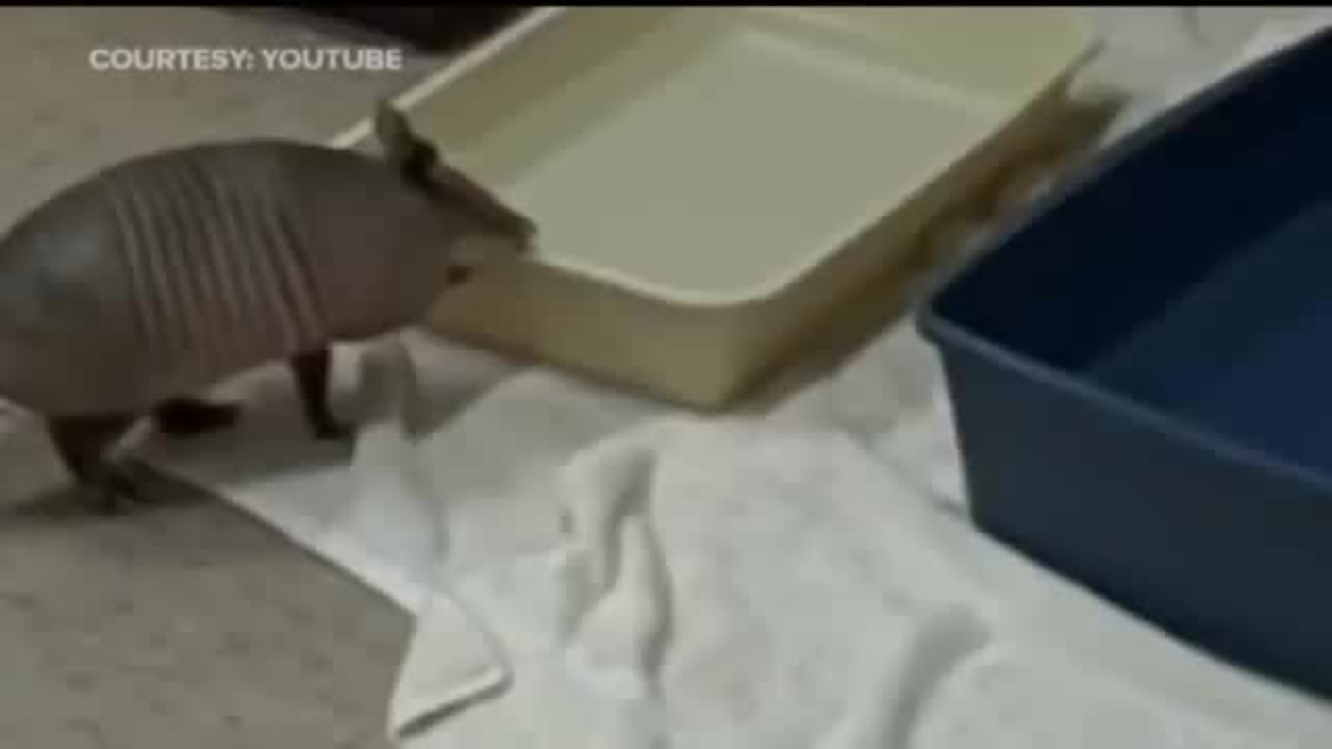 Armadillos cause spike in leprosy cases in Florida