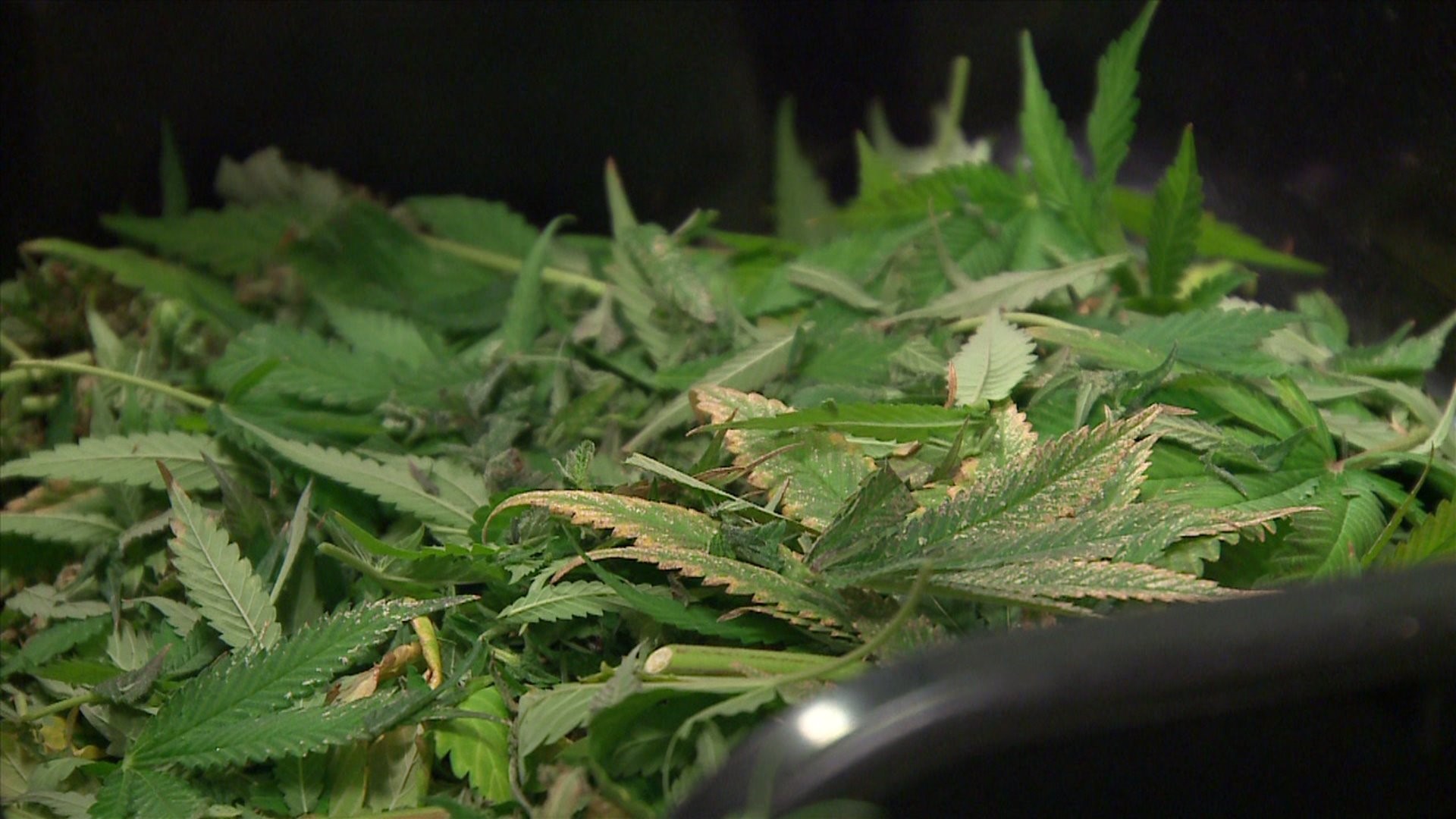 Illinois bill proposed legalizing recreational marijuana