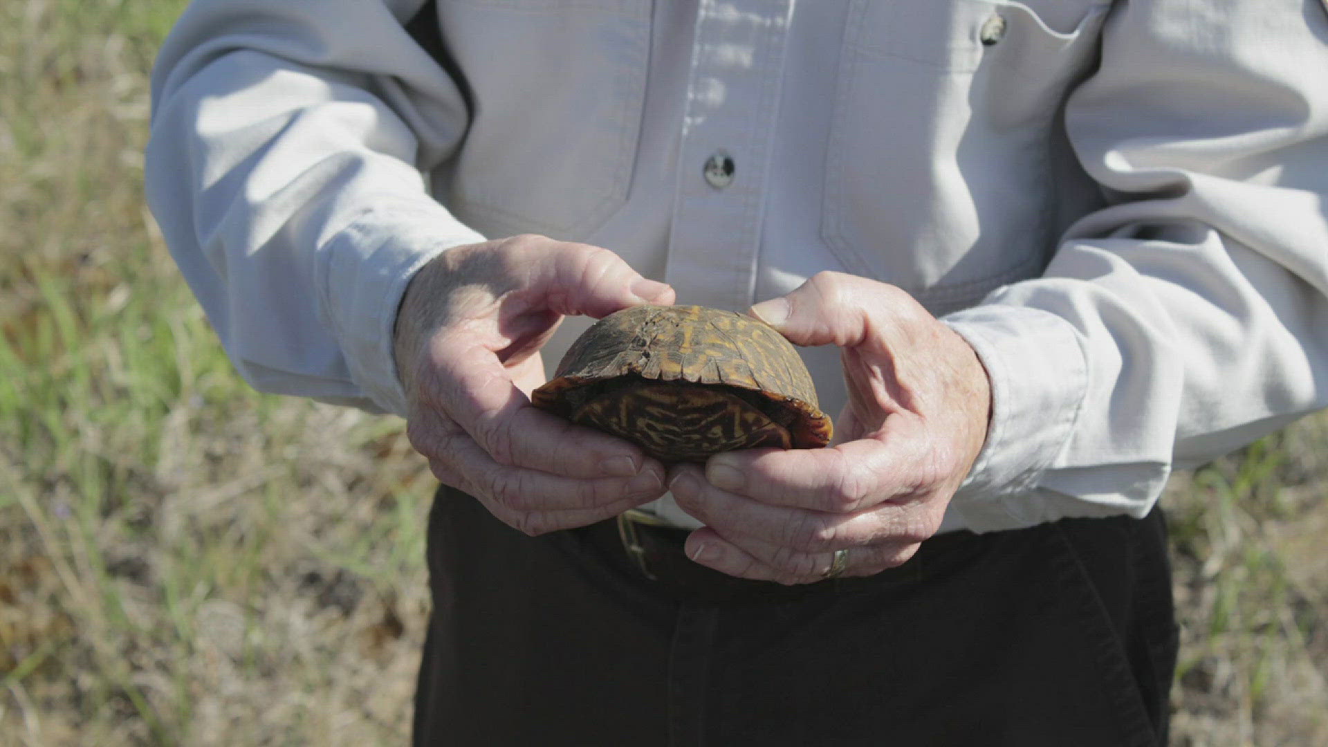 The federally-protected land is a haven for Ornate Box Turtles.