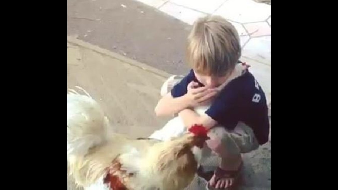 Viral Video Chickens Can Hug Wqad Com